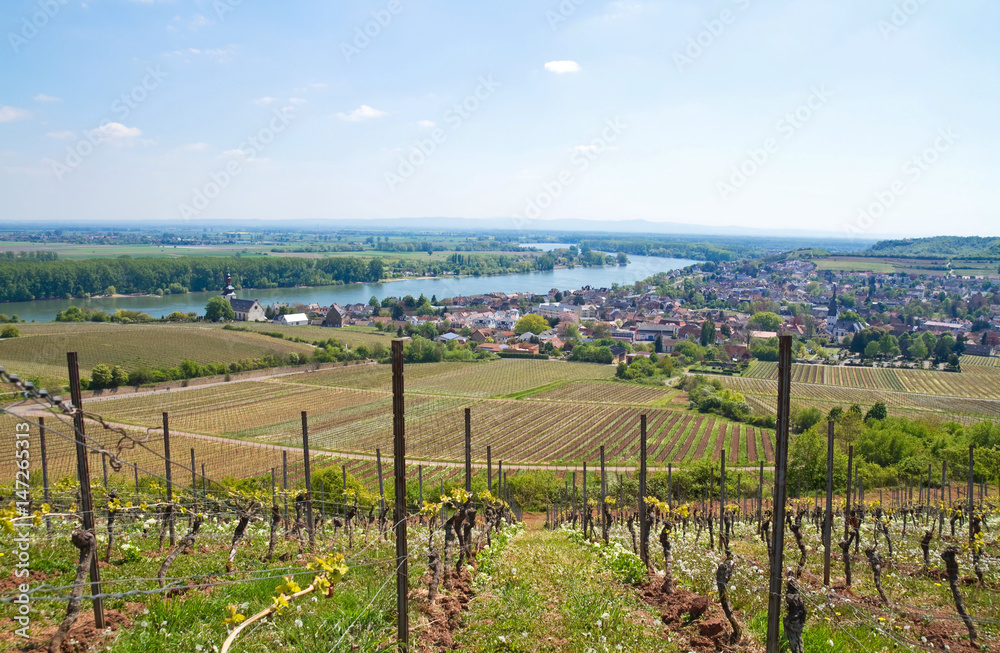 Weinberge in Rheinhessen mit Panoramablick über den Rhein