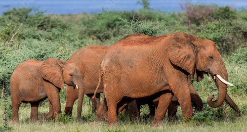 Canvas Print Group of elephants in a Murchisons folls national park