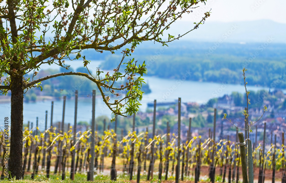 Obraz premium Weinberg in Rheinhessen mit Panoramablick über den Rhein