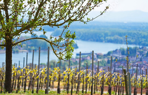 Weinberg  in Rheinhessen mit Panoramablick über den Rhein photo