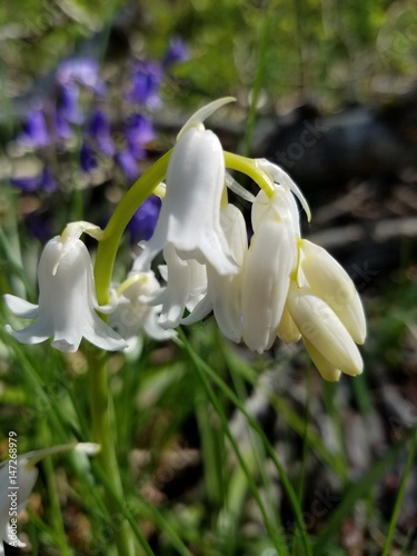 SpringFlowers01
