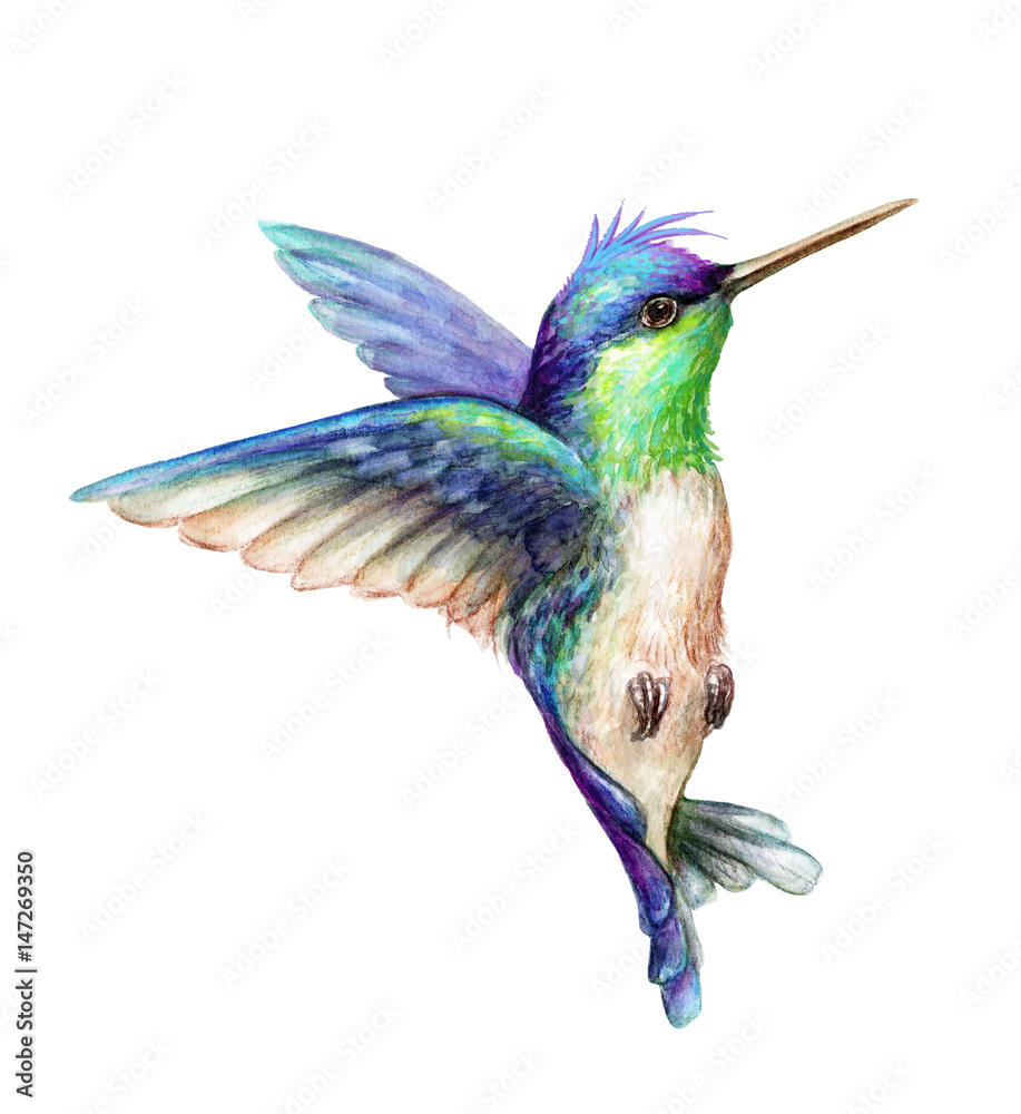 Obraz premium watercolor illustration, flying hummingbird isolated on white background, exotic, tropical, wild life clip art