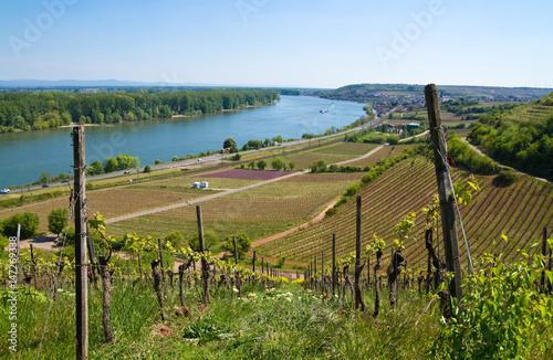 Weinberge in Rheinhessen mit Panoramablick über den Rhein photo