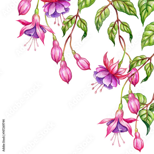 Fotografie, Obraz watercolor floral botanical illustration, green leaves, wild garden pink fuchsia