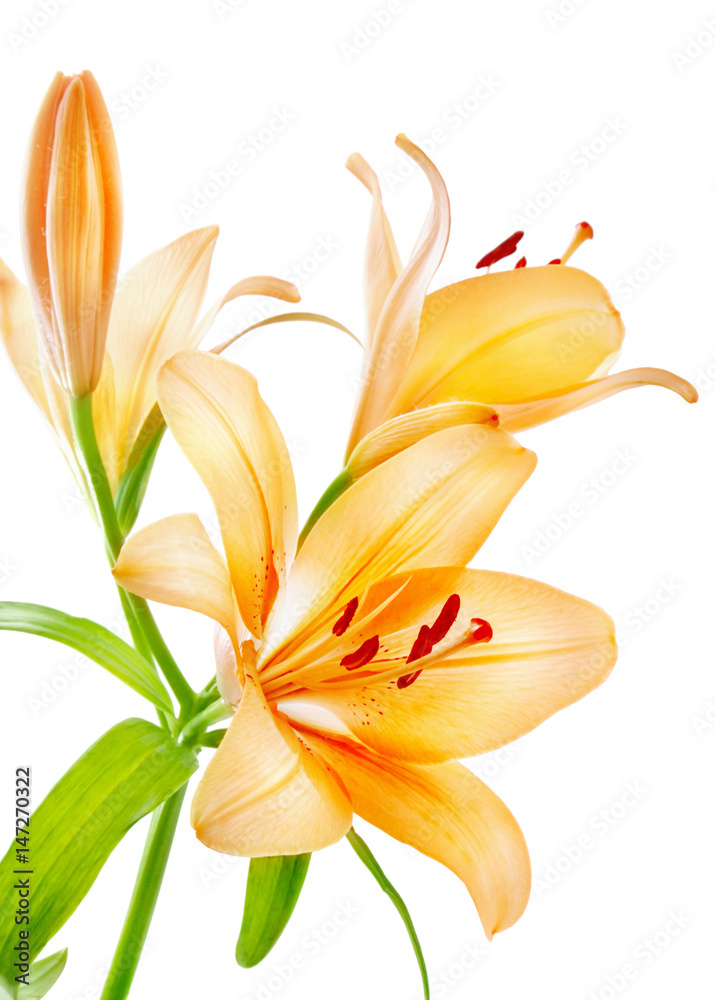 Obraz premium Lilies