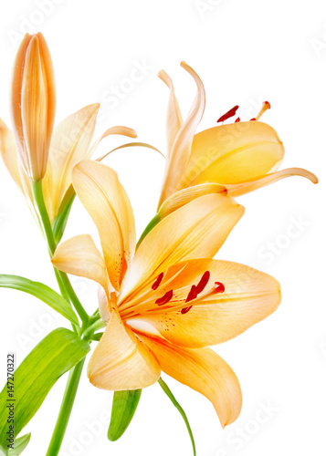 Photographie Lilies