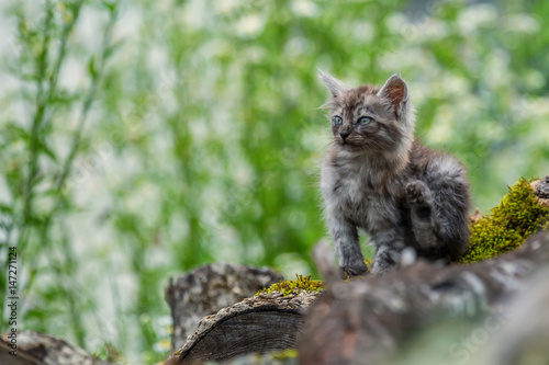 Miserable stray kitten © Yakov