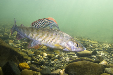 Grayling (Thymallus thymallus). Swimming freshwater fish Thymallus thymallus, underwater photography in the clear water. Live in the mountain creek. Beautiful river habitat.