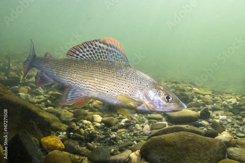 Grayling (Thymallus thymallus). Swimming freshwater fish Thymallus thymallus, underwater photography in the clear water. Live in the mountain creek. Beautiful river habitat.