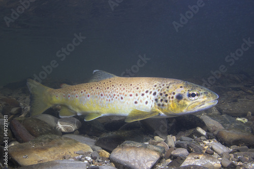 Foto Brown trout (Salmo trutta) preparing for spawning in small creek