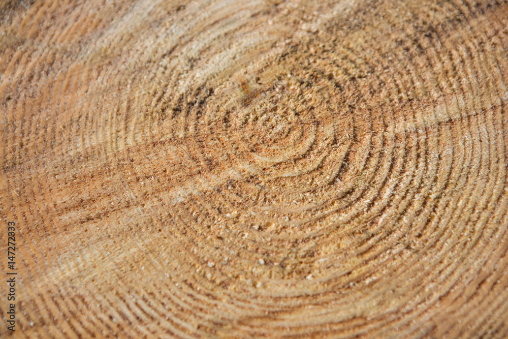 Naklejka premium wood texture