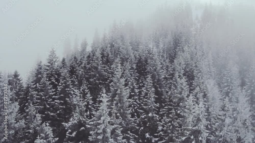 Aerial view on mountain winter pine forest in foggy day Aerial view on mountain winter pine forest in foggy day