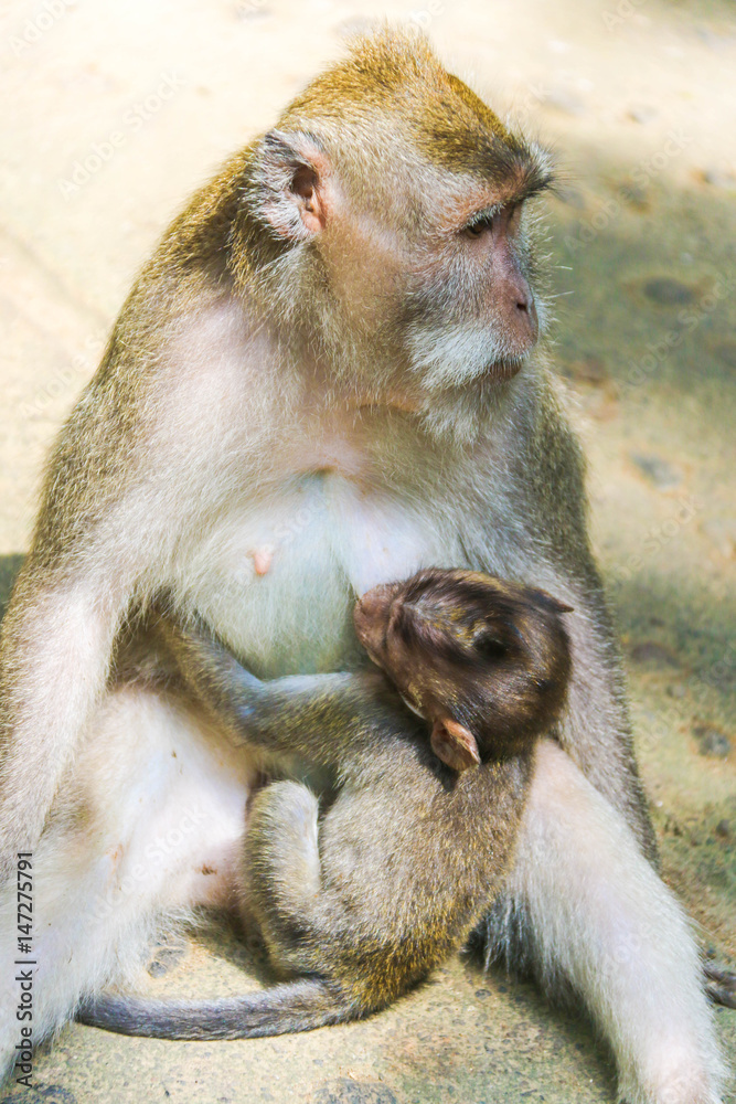 Obraz premium Family Ties