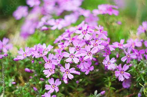 Φωτογραφία Little flowers blooming phlox pink with