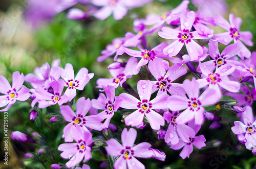 Little flowers blooming phlox pink with © galyna0404