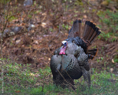 Wild tom turkey (Melaegris gallopavo) displaying