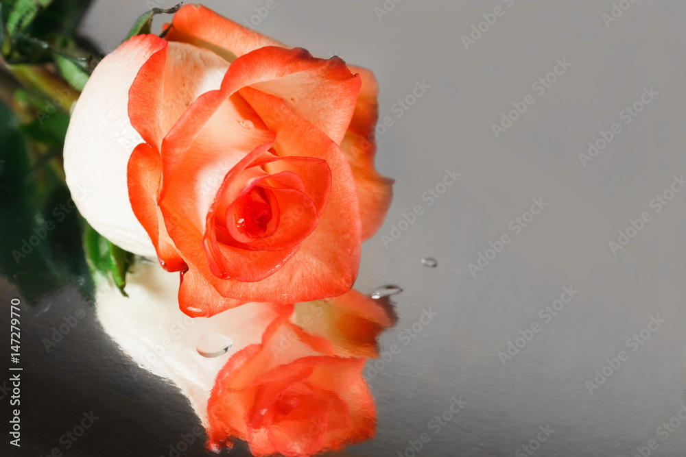 reflection rose reflection rose