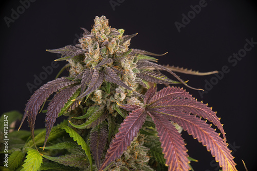 Cannabis cola (Mangolope marijuana strain) with visible hairs and leaves on late flowering stage