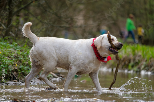 Beautiful white Labrador Retriever dog plays on river in park with branch