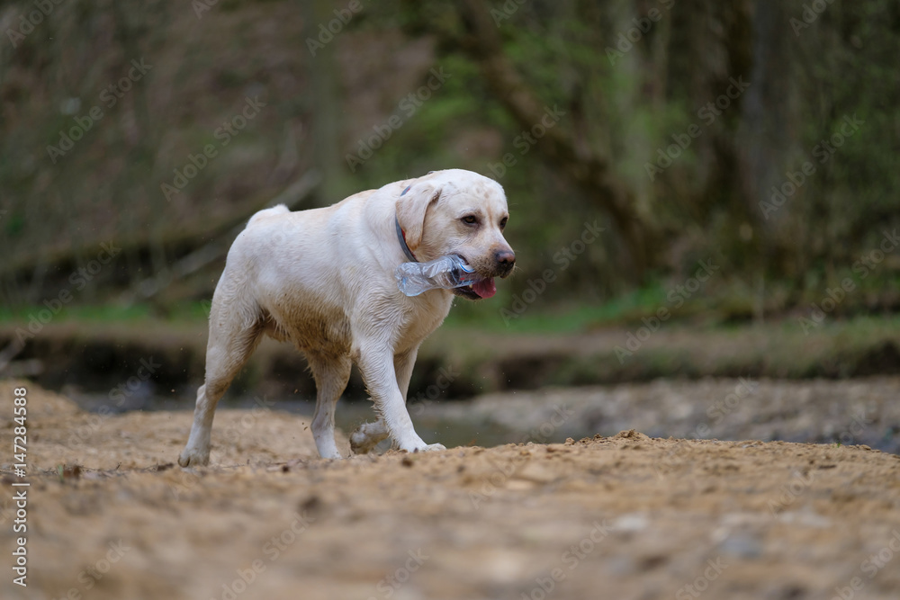 Beautiful white Labrador Retriever dog plays with bottle in mouth in park