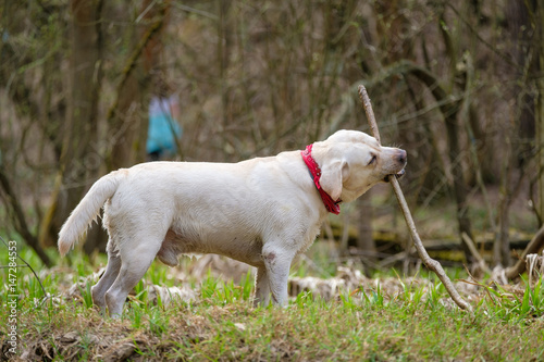 Beautiful white Labrador Retriever dog plays on grass in park with branch