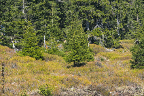 Fir Trees on the Mountain