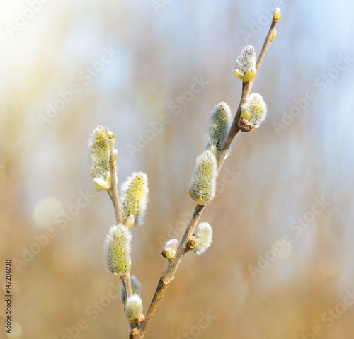Willow branches with buds. Beautiful yellow pussy willow flowers branches. photo