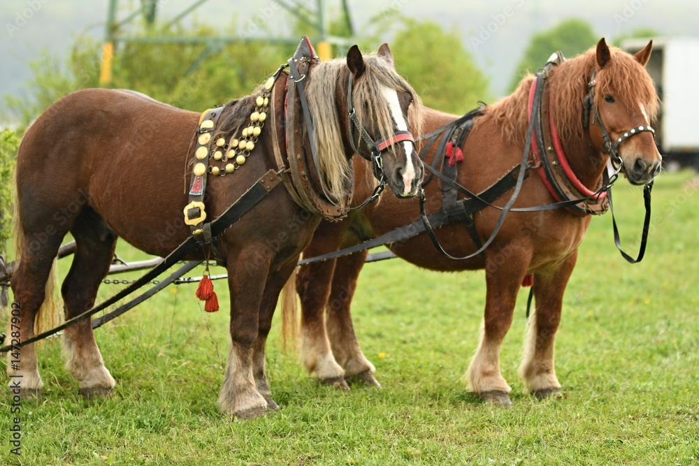 Belgian Heavy Horses Belgian Heavy Horses
