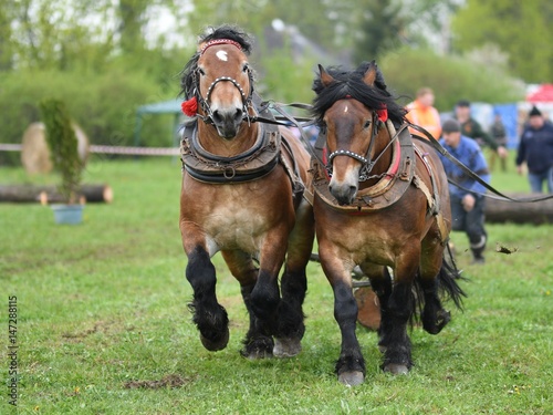 Belgian Heavy Horses © muro