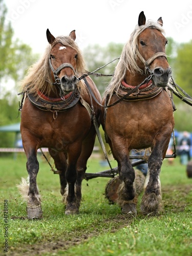 Belgian Heavy Horses