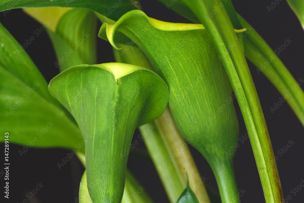 Fototapeta premium Blooming Callas