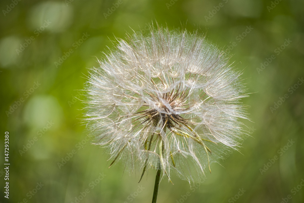 Fototapeta premium Close up Dreamy dandelion macro and natural background