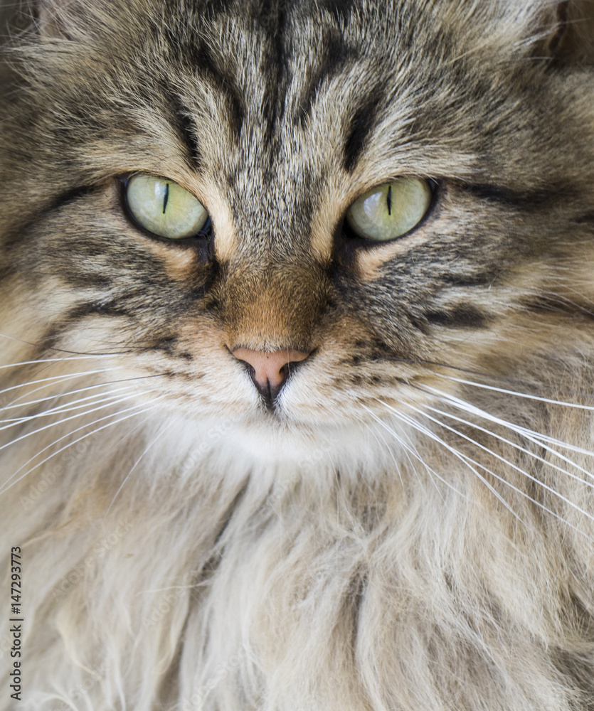 brown tabby cat face, siberian breed