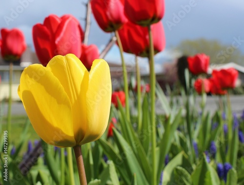 A yellow tulip stands out among red tulips