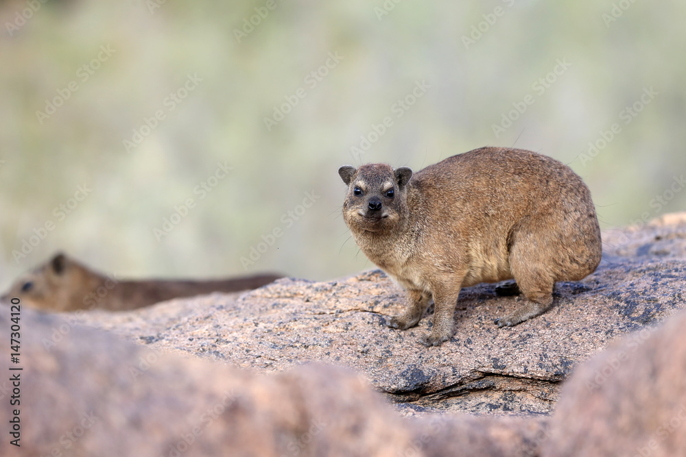 Naklejka premium Procavia capensis góralka przylądkowa