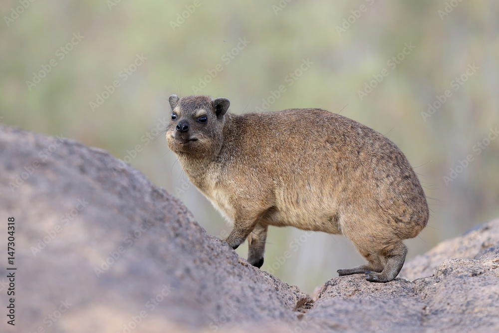 Fototapeta premium góralek przylądkowy Procavia capensis