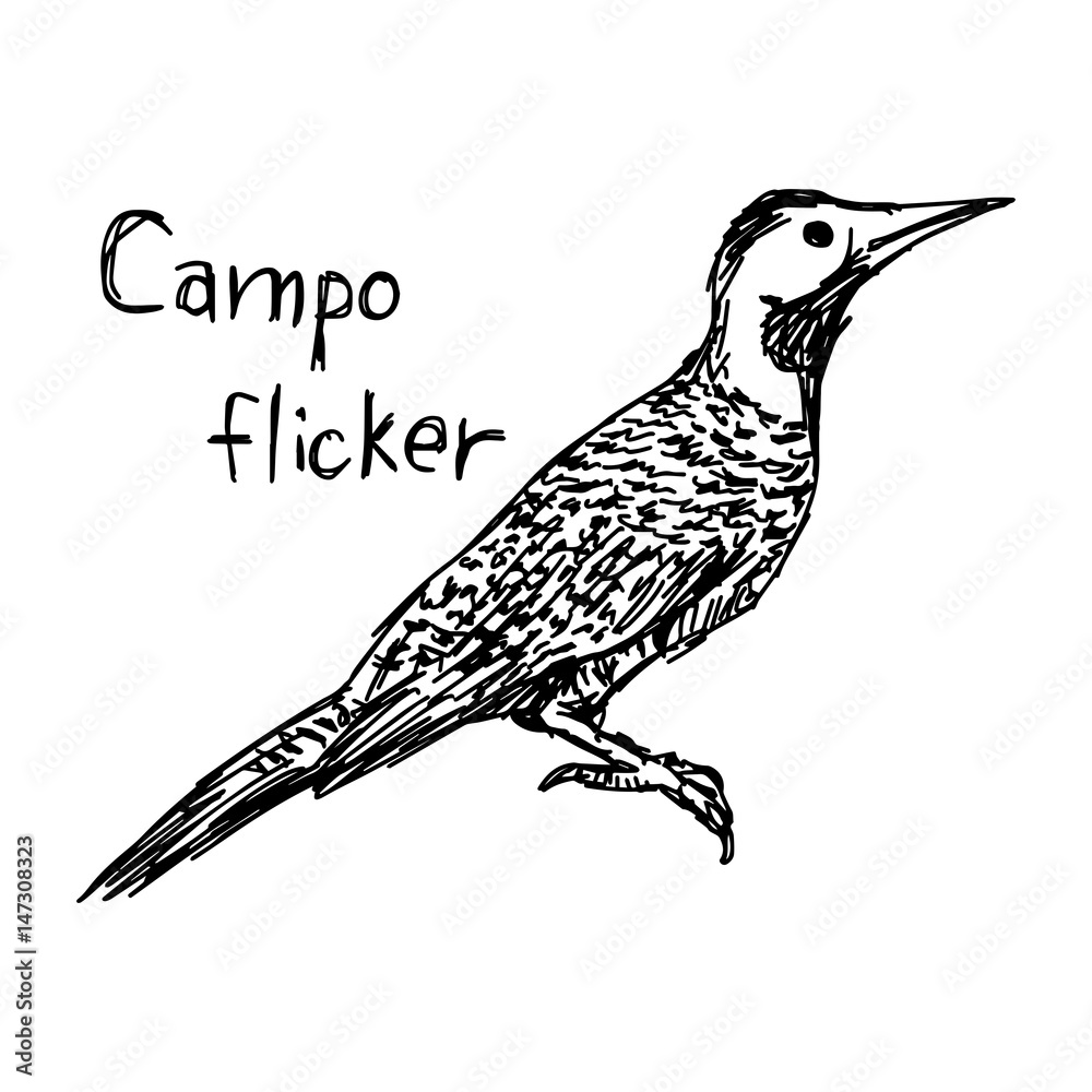 Fototapeta premium Campo flicker - vector illustration sketch hand drawn with black lines, isolated on white background