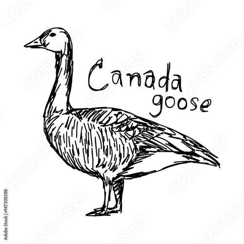 canada goose - vector illustration sketch hand drawn with black lines, isolated on white background