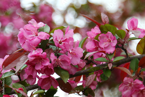 Pink Crab apple flowers