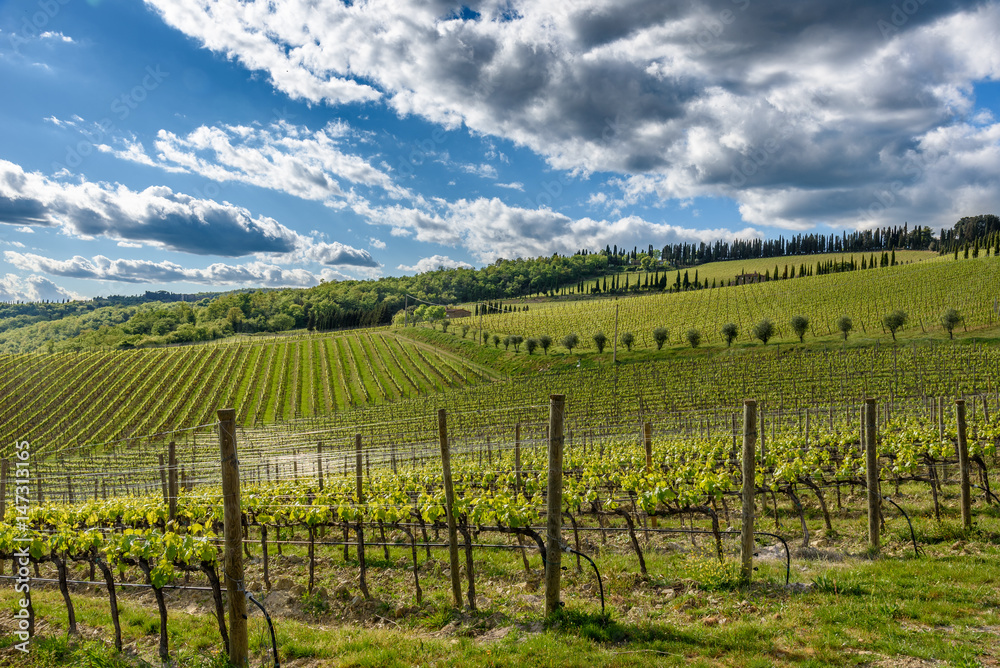 View of a vineyard in Chianti area near the town of Radda in Chianti, Tuscany, Italy