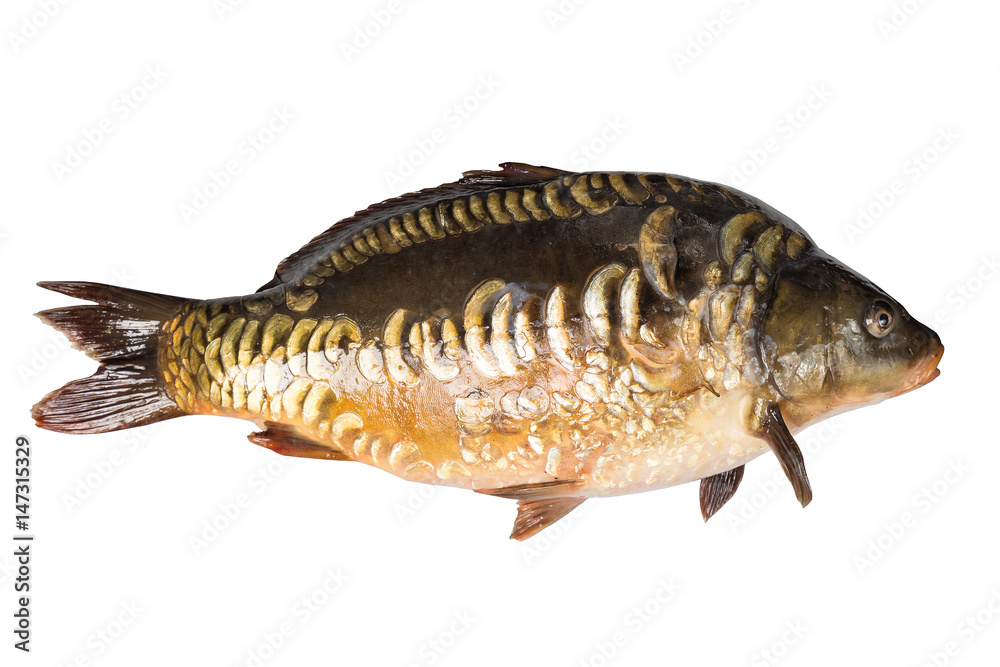 Mirror carp river fish isolated on white Mirror carp river fish isolated on white