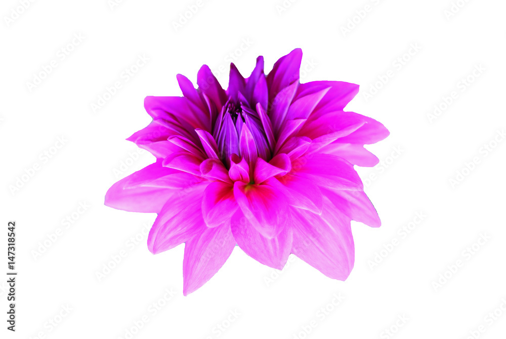 Beautiful spring flower isolated white background Beautiful spring flower isolated white background