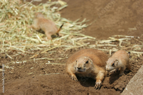 Two Black-tailed prairie dog, Mom and baby are looking for meal