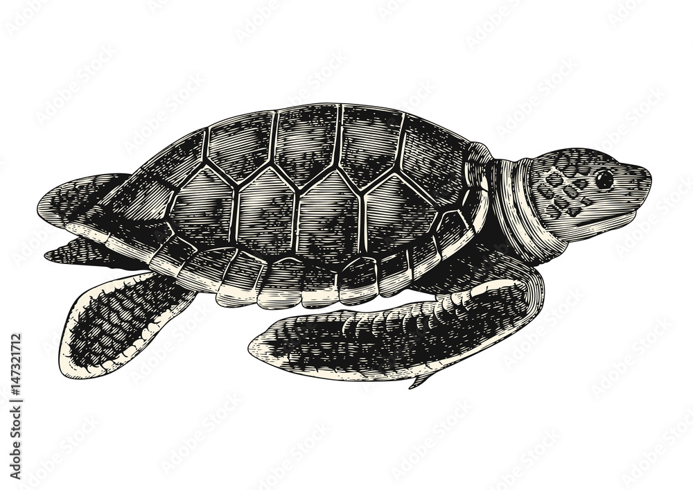 Naklejka premium vintage vector animal drawing: retro illustration of a sea turtle