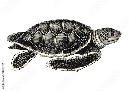 vintage vector animal drawing: retro illustration of a sea turtle