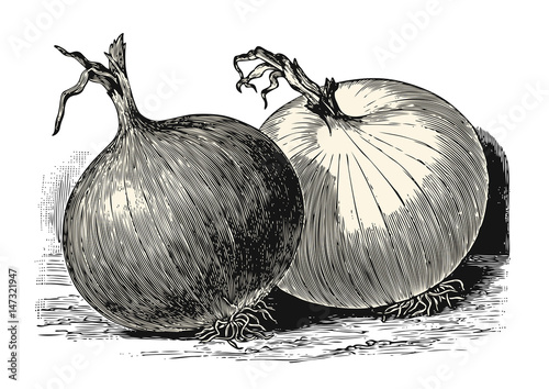 vintage vegetable vector design element: retro illustration of two onions, background is a separate element/object