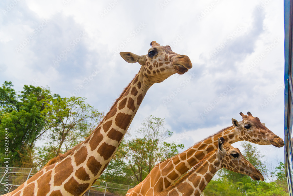 Giraffe walking in park, head and neck. Giraffe walking in park, head and neck.