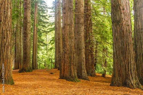 redwood forest, sequioa trees photo