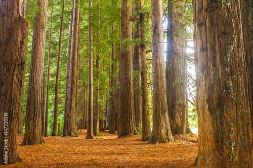 redwood forest, sequioa trees