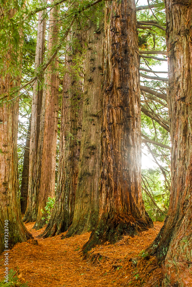 Obraz premium redwood forest, sequioa trees